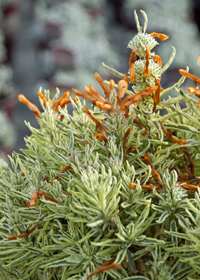 Leonotis leonurus Variegatus